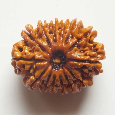 Narayan Religious Shopee 14 Mukhi Rudraksh from Nepal Cotton Dori