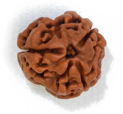 Narayan Religious Shopee 3 Mukhi Rudraksha from Nepalese Cotton Dori