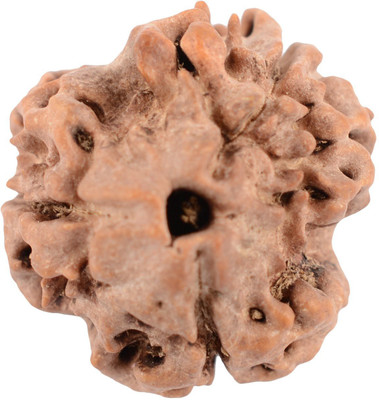SHIVOHAM 3 Mukhi Rudraksha Silk Dori Locket