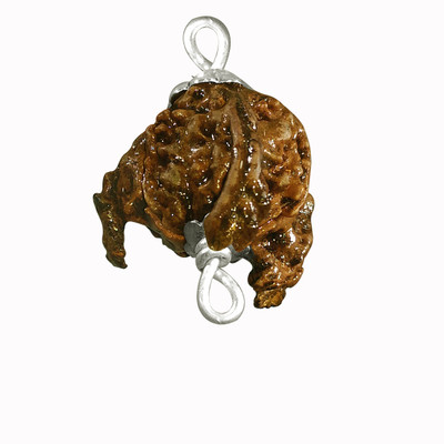 

Shaligram Shala Three Trunk Rare Original Airavat Ganesh Nepali Rugraksa Wood Locket