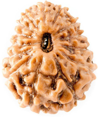 Narayan Religious Shopee 14 Mukhi Rudraksh from Indonesia Silk Dori