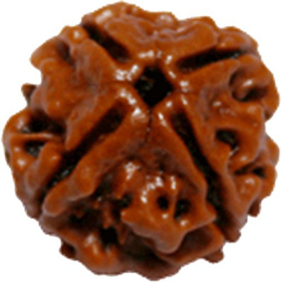 Sangam creation Natural certified 4 Mukhi rudraksha Wood