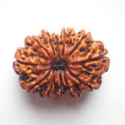 

Pandit NM Shrimali Twelve Mukhi Rudraksh Wood