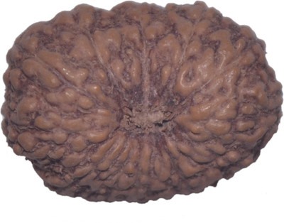 

Navkaar Creation 15 Mukhi Rudraksha Java 16.55mm Lab Certified Wooden Yantra