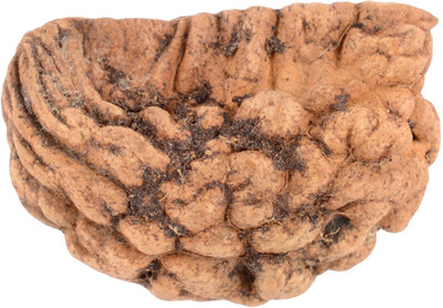 SHIVOHAM 1 Mukhi Rudraksha (Lab Certified) Silk Dori Locket