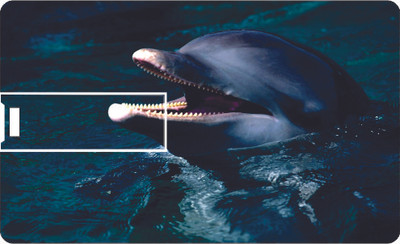 46% OFF on Printland Credit card Dolphin Card 8 GB Pen Drive(Blue) 46% OFF on Printland Credit card Dolphin Card 8 GB Pen Drive(Blue)