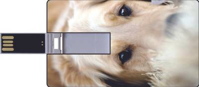 Printland Credit Card Cute Dog_1 8 GB Pen Drive