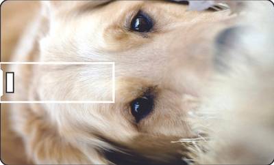 Printland Credit Card Cute Dog_1 8 GB Pen Drive