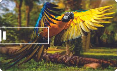 Printland Credit Card Bird 8 GB Pen Drive