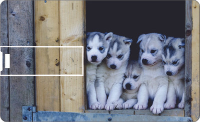 50% OFF on Printland Credit Card Cute Puppies 8 GB Pen Drive(Multicolor) 50% OFF on Printland Credit Card Cute Puppies 8 GB Pen Drive(Multicolor)