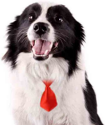 

Futaba Pet Grooming Necktie - Red Plain Dog Collar Charm(Red, Other)
