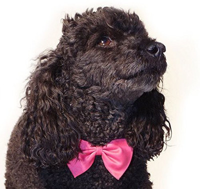 

Futaba Plain Dog Collar Charm(Pink, Other)