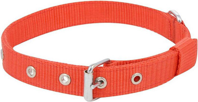 Imago Dog Everyday Collar(, Multicolor