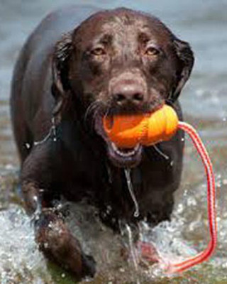 

Kong Aqua Rubber Rubber Toy For Dog