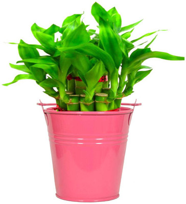 

TrustBasket Lucky Bamboo With Magenta Bucket Plant Container Set(Metal)
