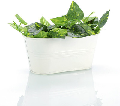 

Green Girgit Plant Container Set(Metal)