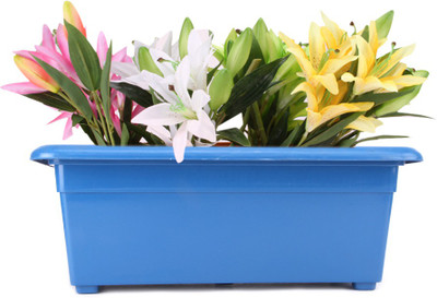 

Blessed Window Plant Container Set(Pack of 2, Plastic)