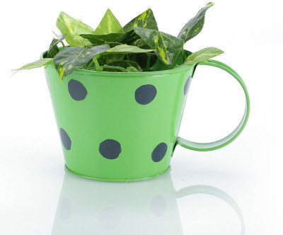 

Green Girgit Plant Container Set(Metal)