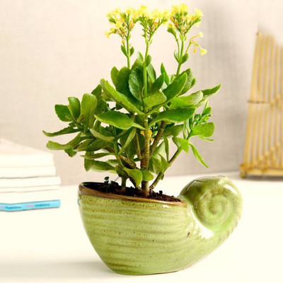 Unravel India Plant Container Set(Ceramic)