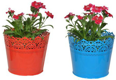

TrustBasket Set Of 2 - Half Lace finish Red and Blue Plant Container Set(Pack of 2, Metal)