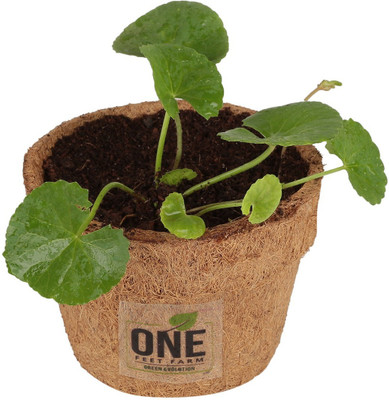 

One feet farm Garden Plant Container Set(Wood)