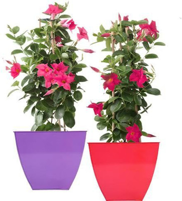 

TrustBasket Set of 2 Color full Floor Planter-Purple and Red (12 Inch) Plant Container Set(Pack of 2, Metal)