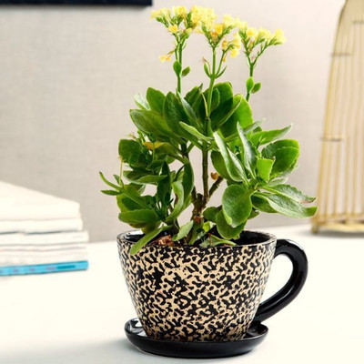 

Unravel India Plant Container Set(Ceramic)