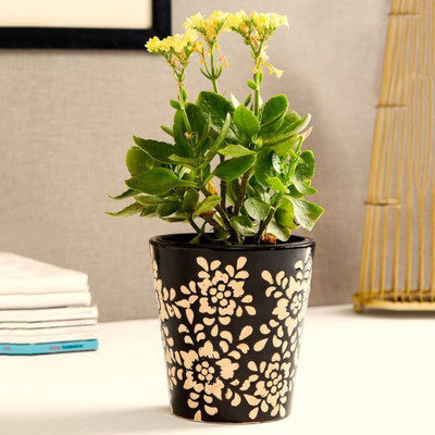 

Unravel India Plant Container Set(Ceramic)