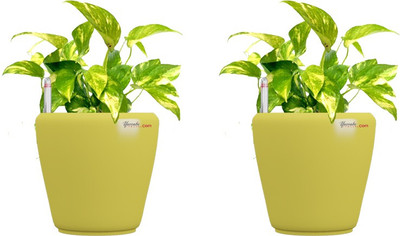 

Yuccabe Italia Plant Container Set(Pack of 2, Plastic)