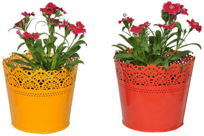 

TrustBasket Set Of 2 - Half Lace finish Yellow and Red Plant Container Set(Pack of 2, Metal)
