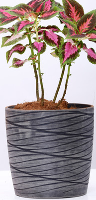 

AGRILABH HOME & KITCHEN GARDEN Plant Container(Plastic, External Height - 33 cm), Grey