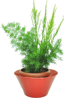 

First Smart Deal Plant Container(Metal, External Height - 14 cm), Red