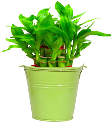 

TrustBasket Lucky Bamboo With Green Bucket Plant Container(Metal, External Height - 10 cm)