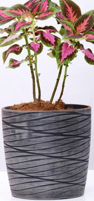 

AGRILABH HOME & KITCHEN GARDEN Plant Container(Plastic, External Height - 28.5 cm), Grey