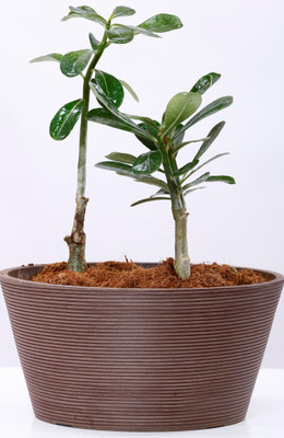 

AGRILABH HOME & KITCHEN GARDEN Plant Container(Plastic, External Height - 12.7 cm), Brown