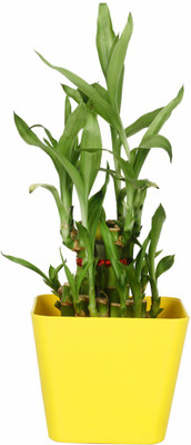 

TrustBasket Lucky Bamboo With Squre Yellow Planter Plant Container(Plastic, External Height - 3.6 cm)