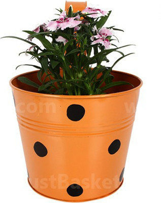 TrustBasket Single Pot Railing Planter - Orange with Dots Plant Container(Metal, External Height - 15 cm) at flipkart