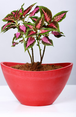 

AGRILABH HOME & KITCHEN GARDEN Plant Container(Plastic, External Height - 17 cm), Red