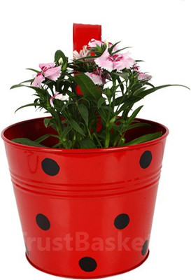 TrustBasket Single pot Railing planter - Red with Dots Plant Container Set(Metal)