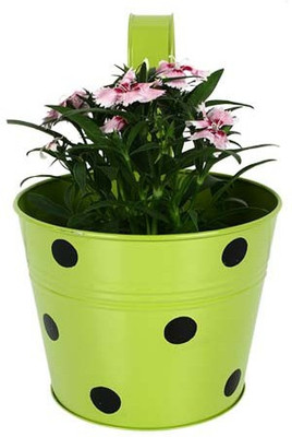 TrustBasket Single Pot Railing Planter - Green With Dots Plant Container Set(Metal)