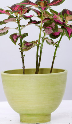 

AGRILABH HOME & KITCHEN GARDEN Plant Container(Plastic, External Height - 14 cm), Yellow