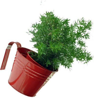 

First Smart Deal Plant Container(Metal, External Height - 11 cm), Red