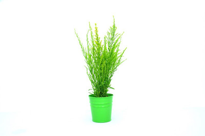 

First Smart Deal Plant Container(Metal, External Height - 11 cm), Green