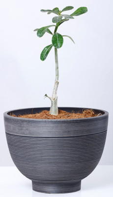 

AGRILABH HOME & KITCHEN GARDEN Plant Container(Plastic, External Height - 14 cm), Grey