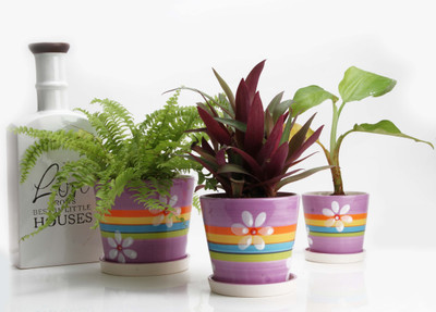 

JB Collection Plant Container(Ceramic, External Height - Planter 2 - 9.5 cm, Planter 1 - 9 cm, Planter 3- 24 cm), Purple