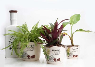 

JB Collection Plant Container(External Height - Planter 1 - 9 cm, Planter 2 - 9.5 cm, Planter 3- 18 cm), Multicolor;yellow