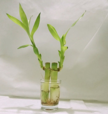 Green Plant indoor Lucky bamboo in a vase Plant Container Set(Plastic)