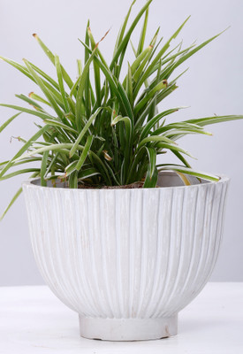 

AGRILABH HOME & KITCHEN GARDEN Plant Container(Plastic, External Height - 18 cm), White