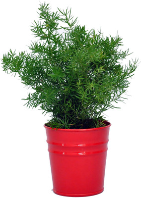 

First Smart Deal Plant Container(Metal, External Height - 11 cm), Red