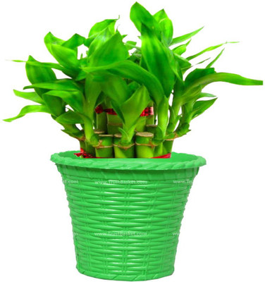 

TrustBasket LUCKY BAMBOO WITH GREEN PLANTER Plant Container(Metal, External Height - 10.16 cm)
